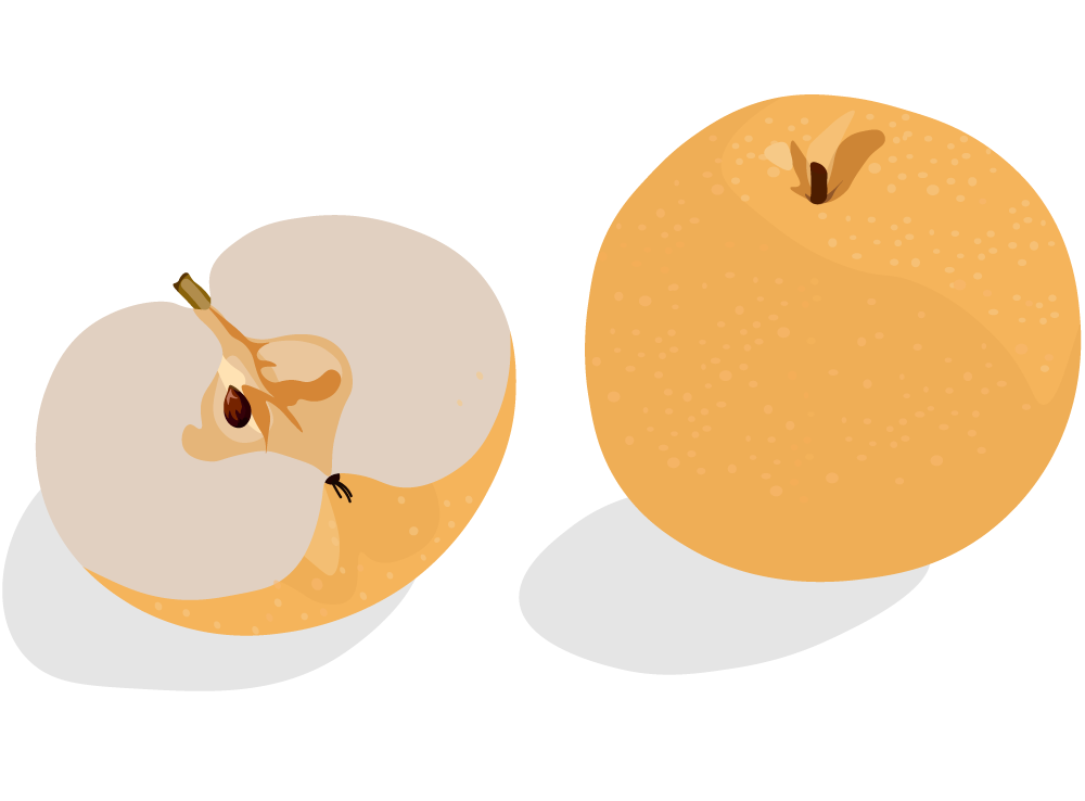 Asian Pear drawing
